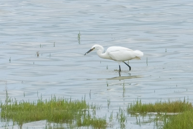 Kleine zilverreiger met visje