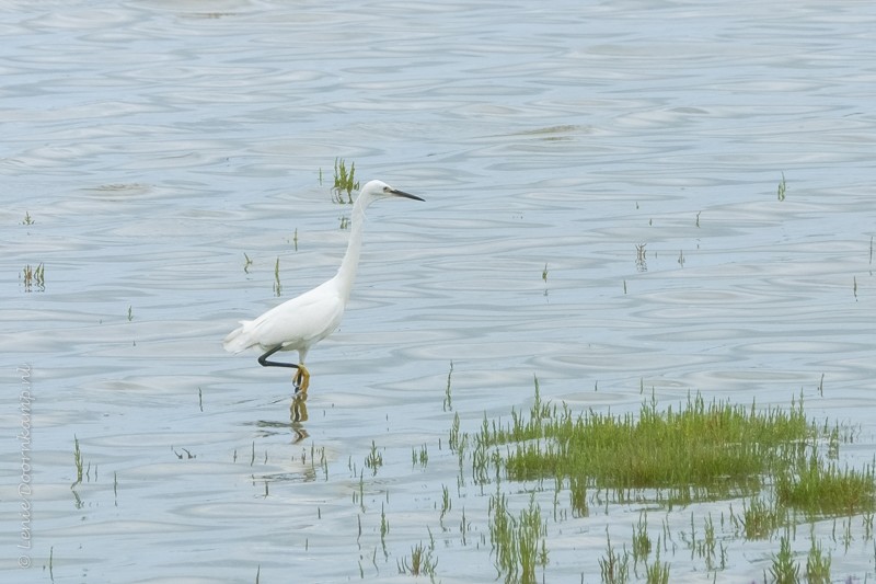 Kleine zilverreiger