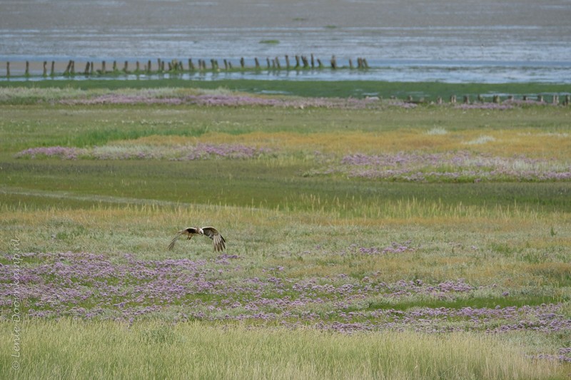 Bruine kiekendief man boven lamsoor