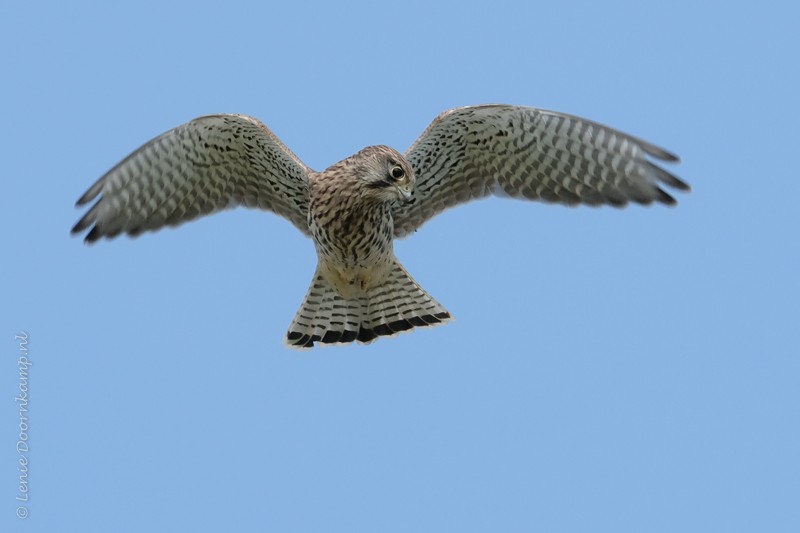 Torenvalk in de lucht