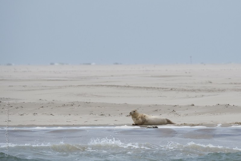 gewone zeehond