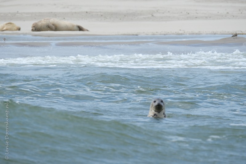 gewone zeehond