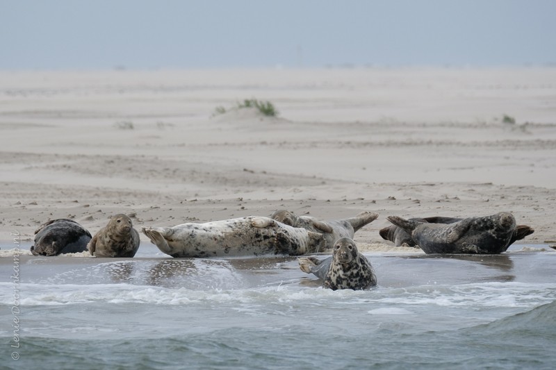 grijze zeehonden