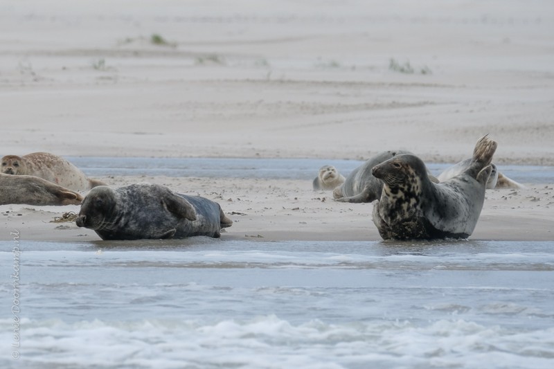 Grijze zeehond