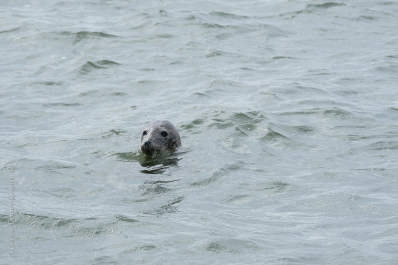 zeehond