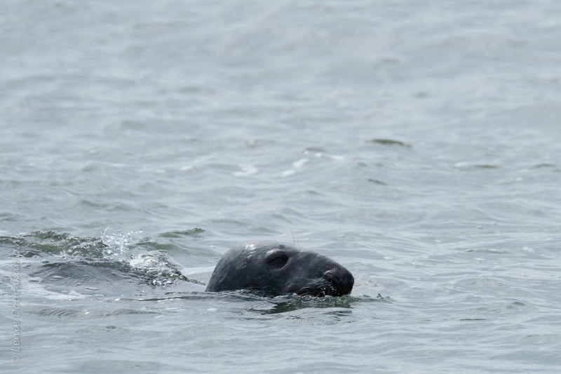 zeehond