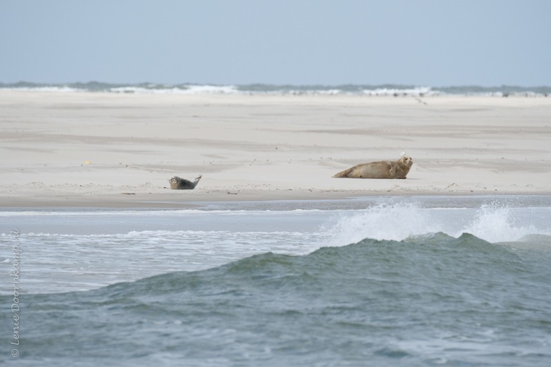 zeehond met jong