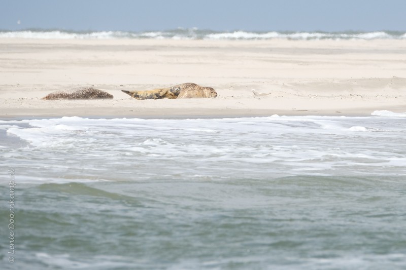 lichte zeehonden