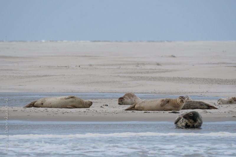 zeehonden