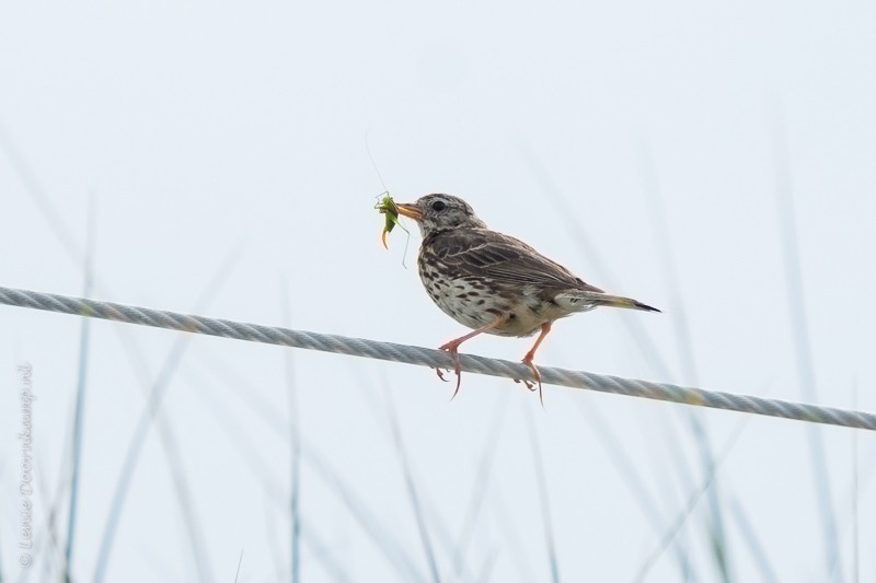 Graspieper met sprinkhaan