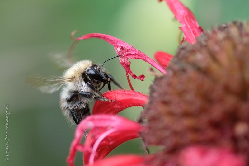 Bij op monarda