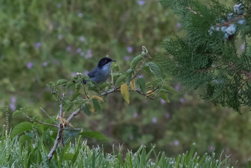 Kleine zwartkop