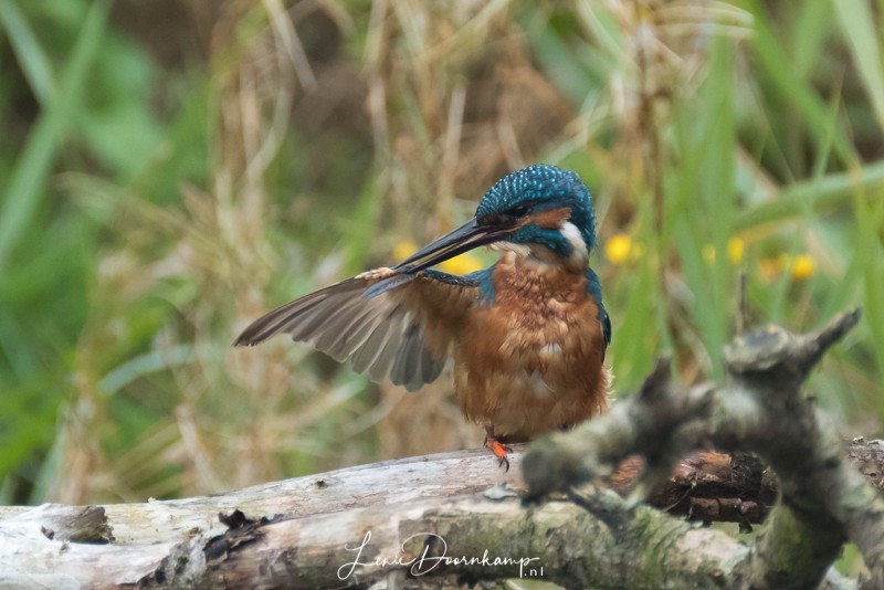 IJsvogel