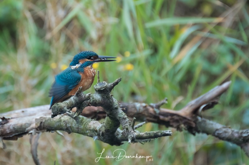 IJsvogel met visje