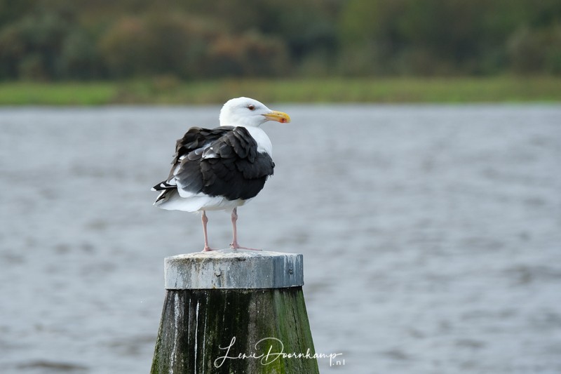 Grote mantelmeeuw