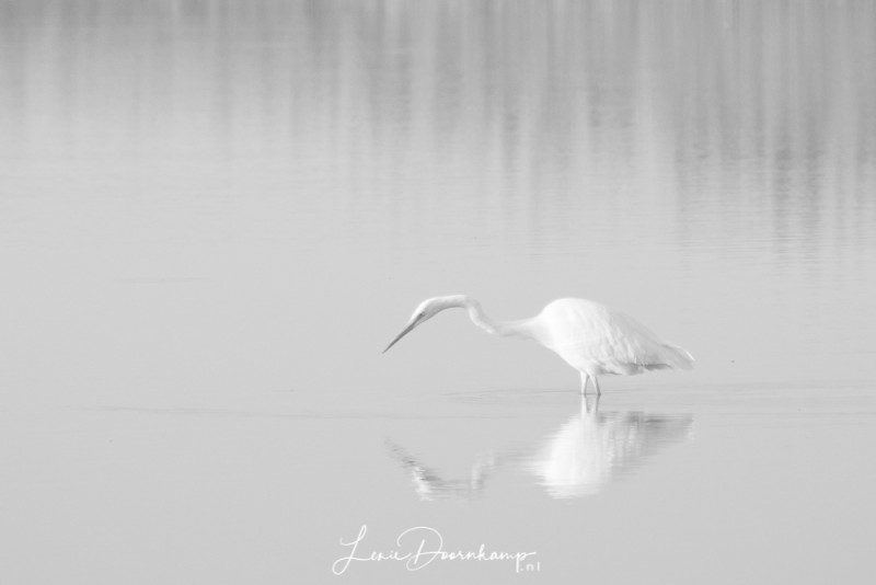 Grote zilverreiger