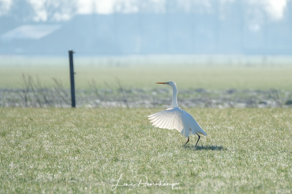 Grote zilverreiger