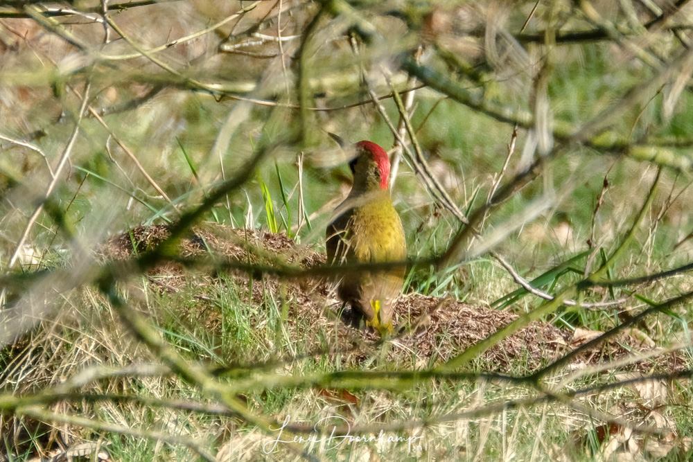 Groene specht