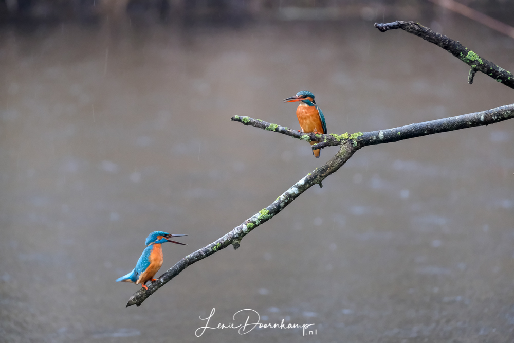 ijsvogels samen