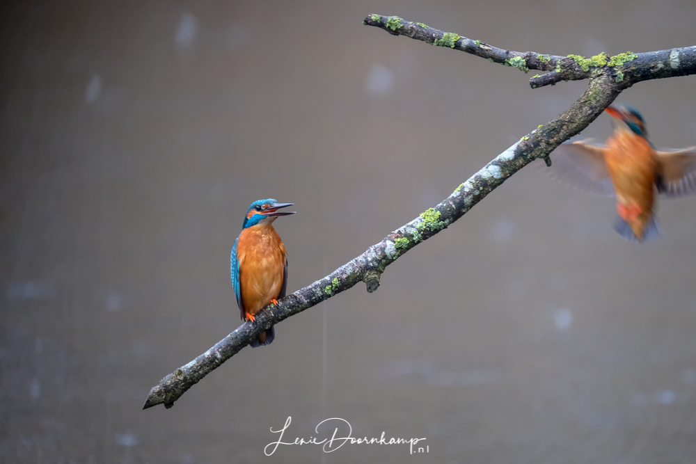 ijsvogel man en vrouw