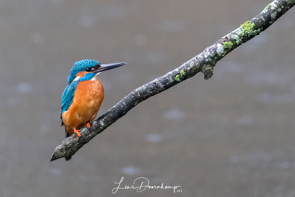 ijsvogel man wacht