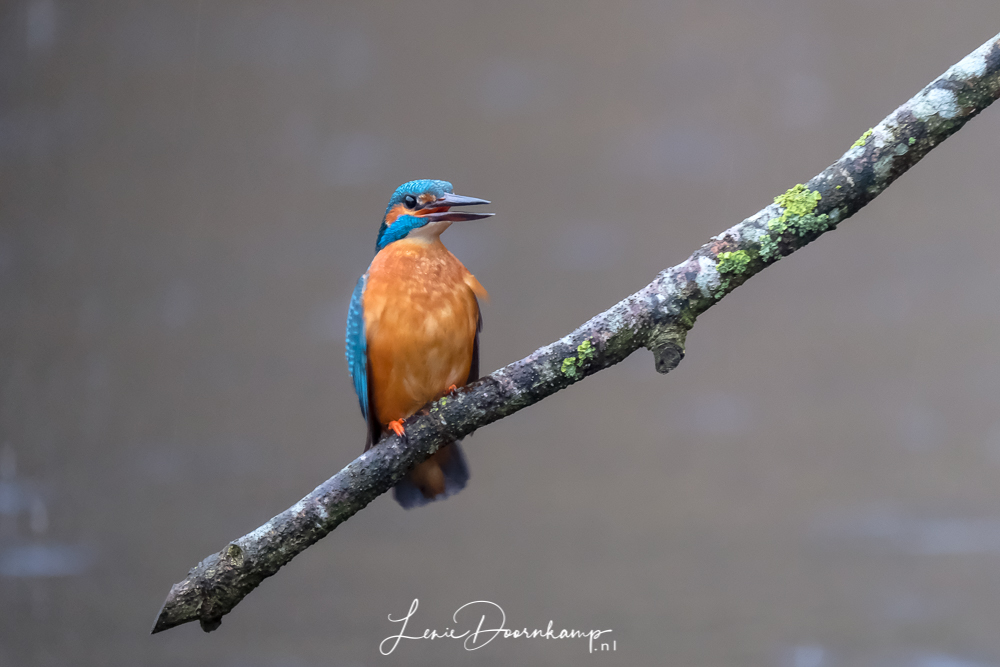 ijsvogel man