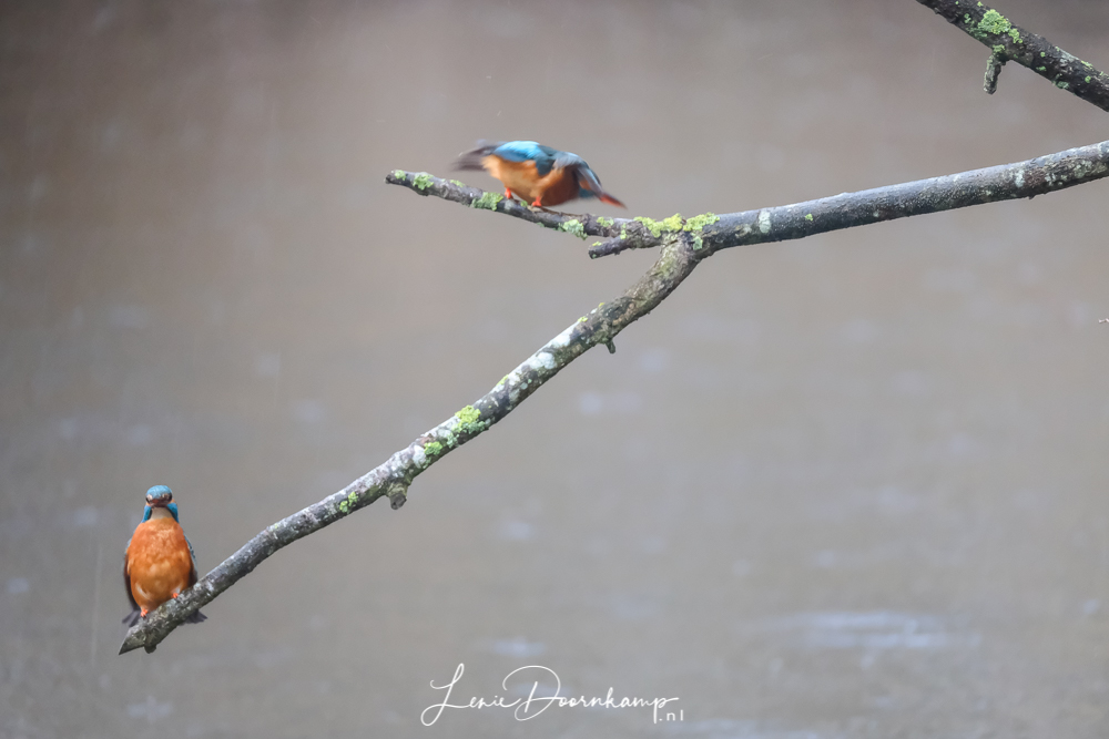 ijsvogel vrouw vliegt