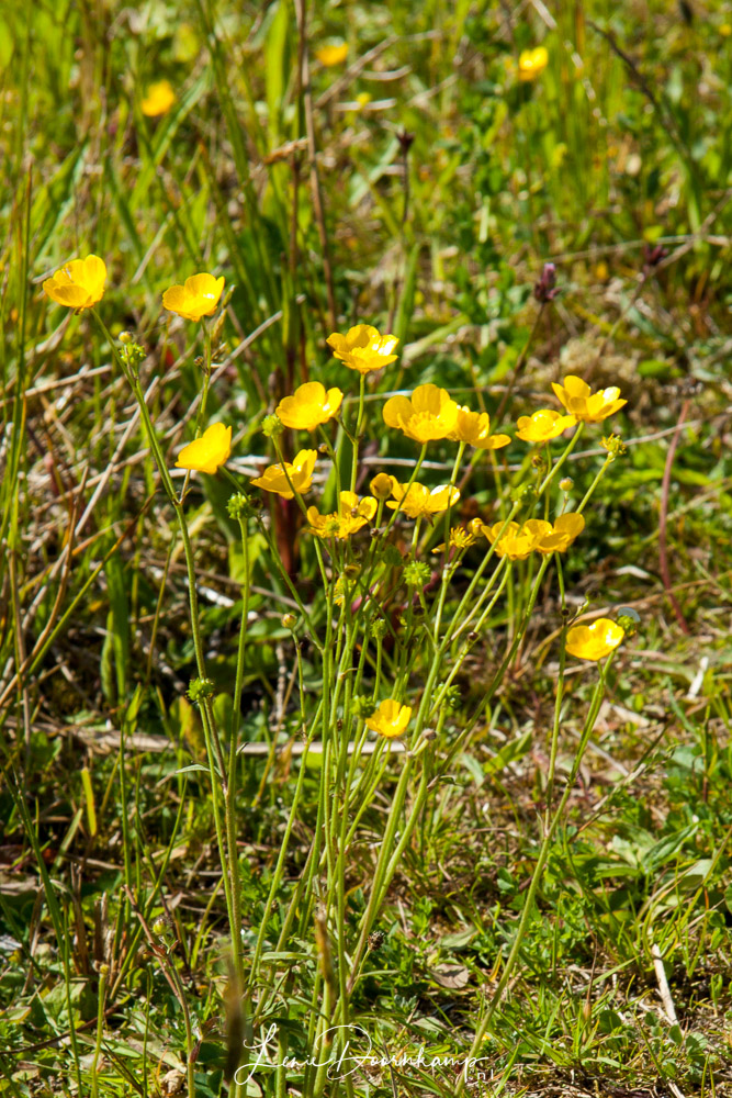 scherpe boterbloem