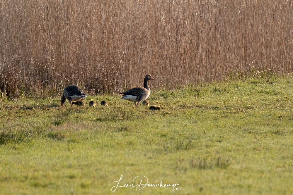 jonge grauwe ganzen