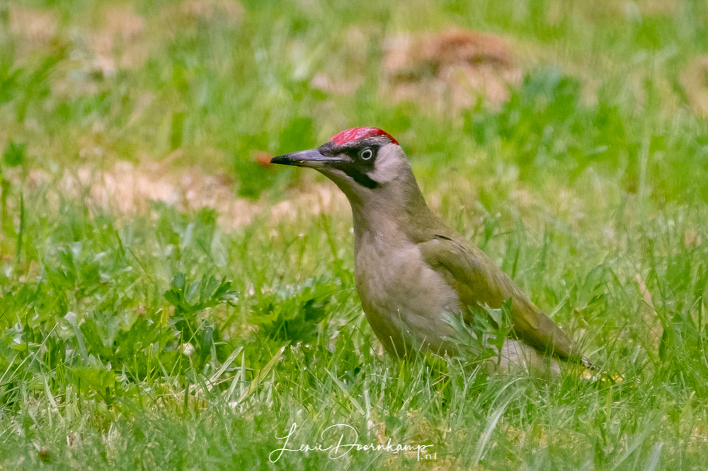 groene specht