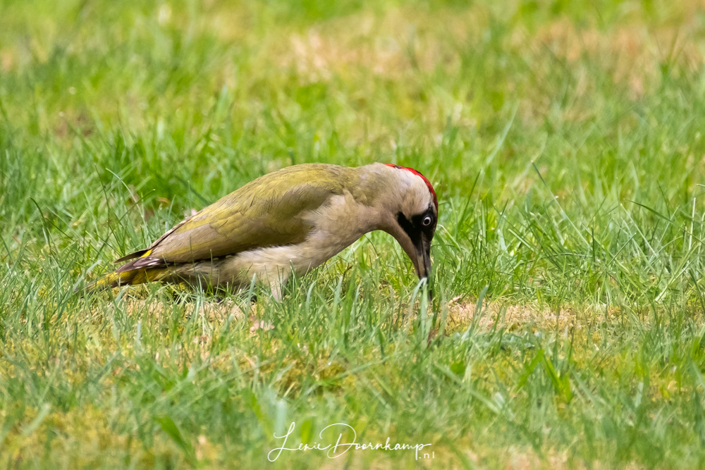 groene specht