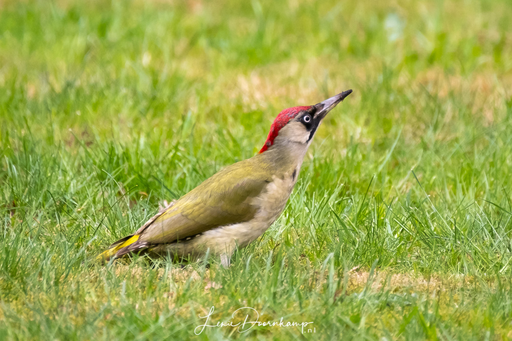 groene specht