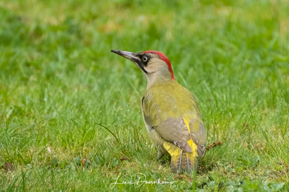groene specht