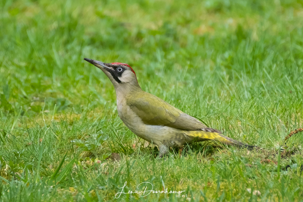 groene specht