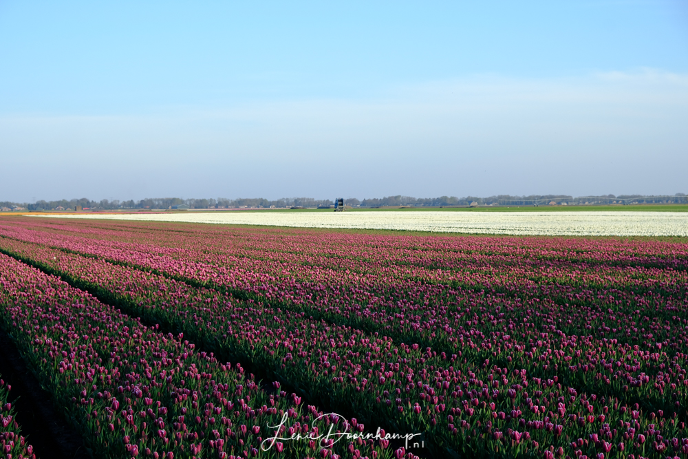 tulpen