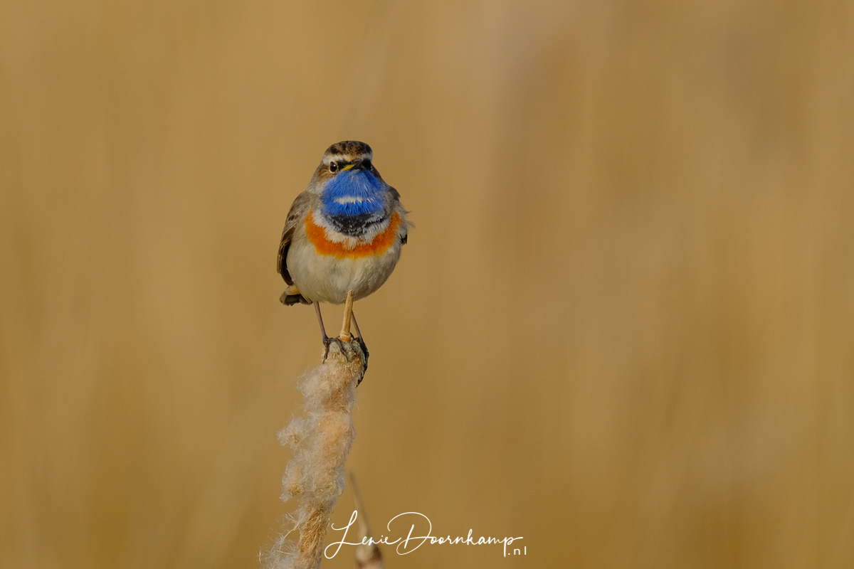 blauwborst