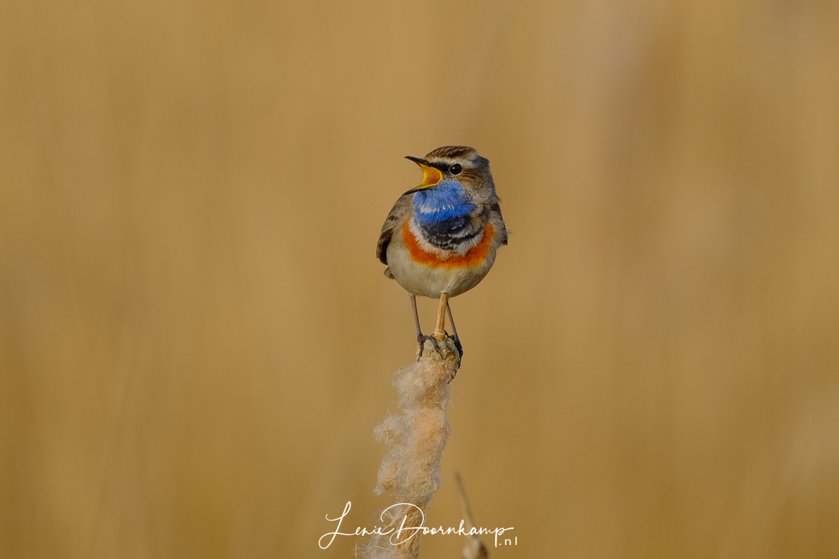 blauwborst