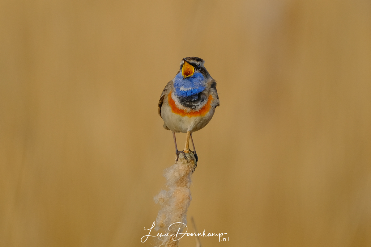 blauwborst