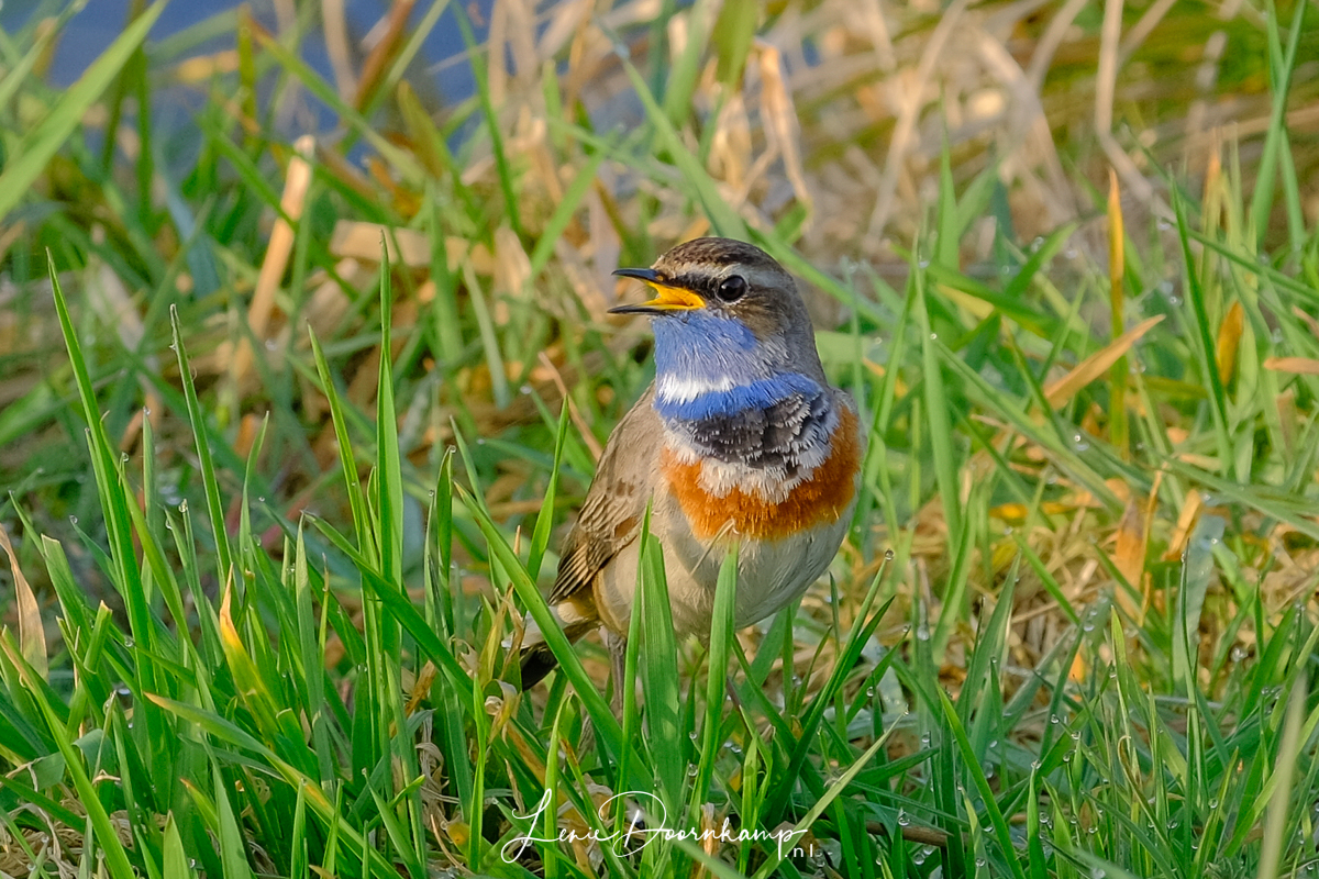 blauwborst