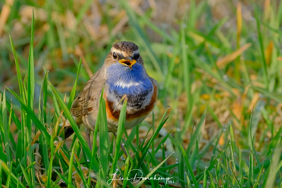 blauwborst