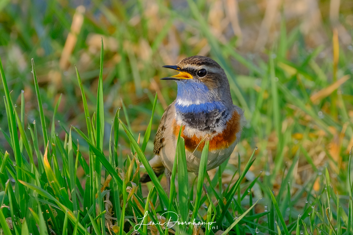 blauwborst