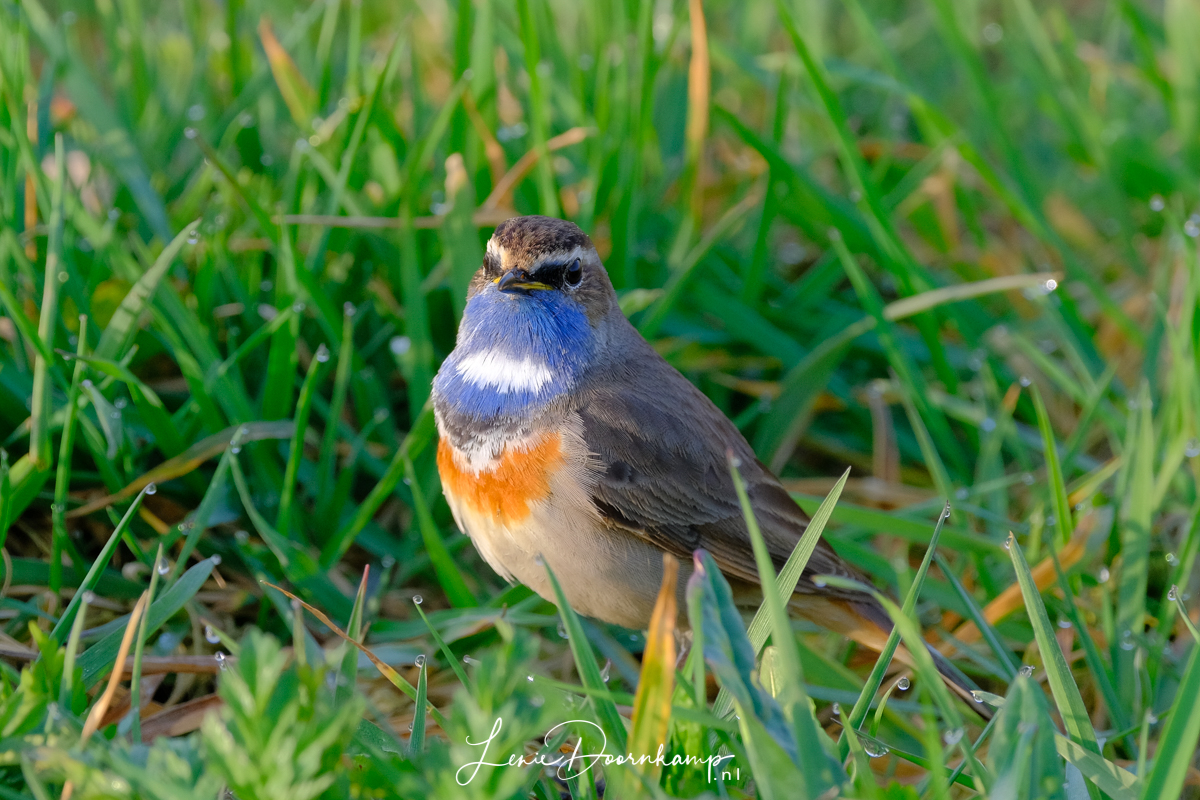 blauwborst