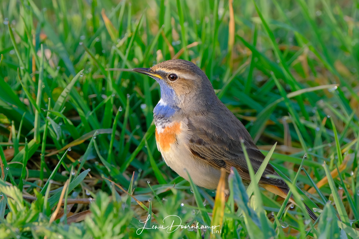 blauwborst