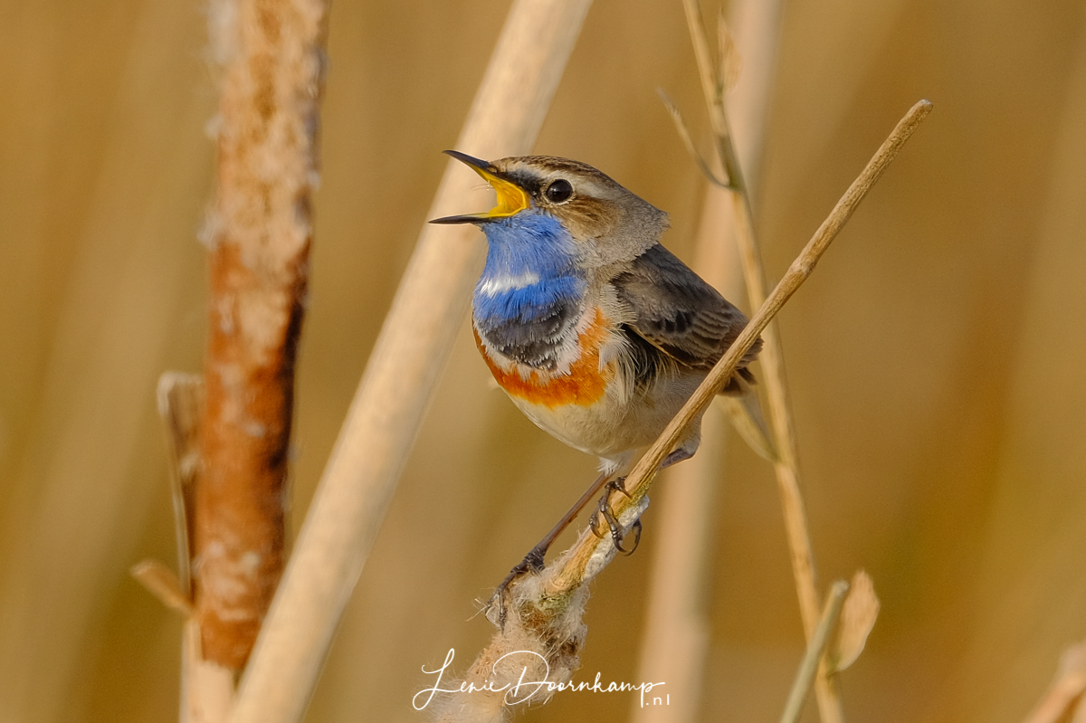 blauwborst
