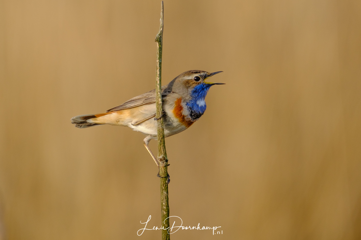 blauwborst