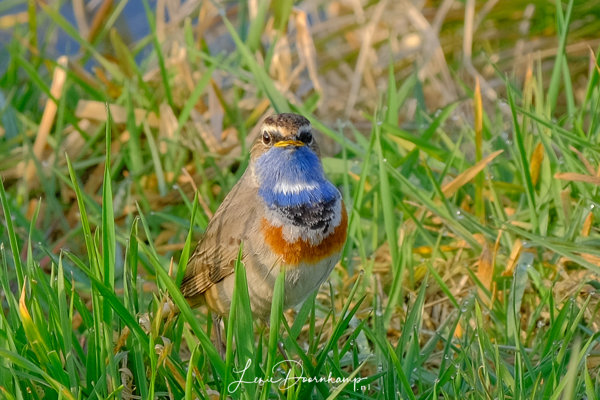blauwborst
