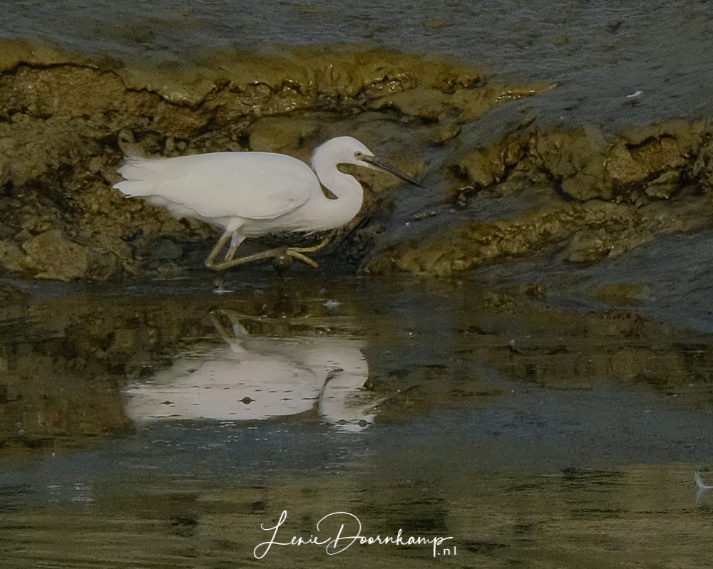 kleine zilverreiger