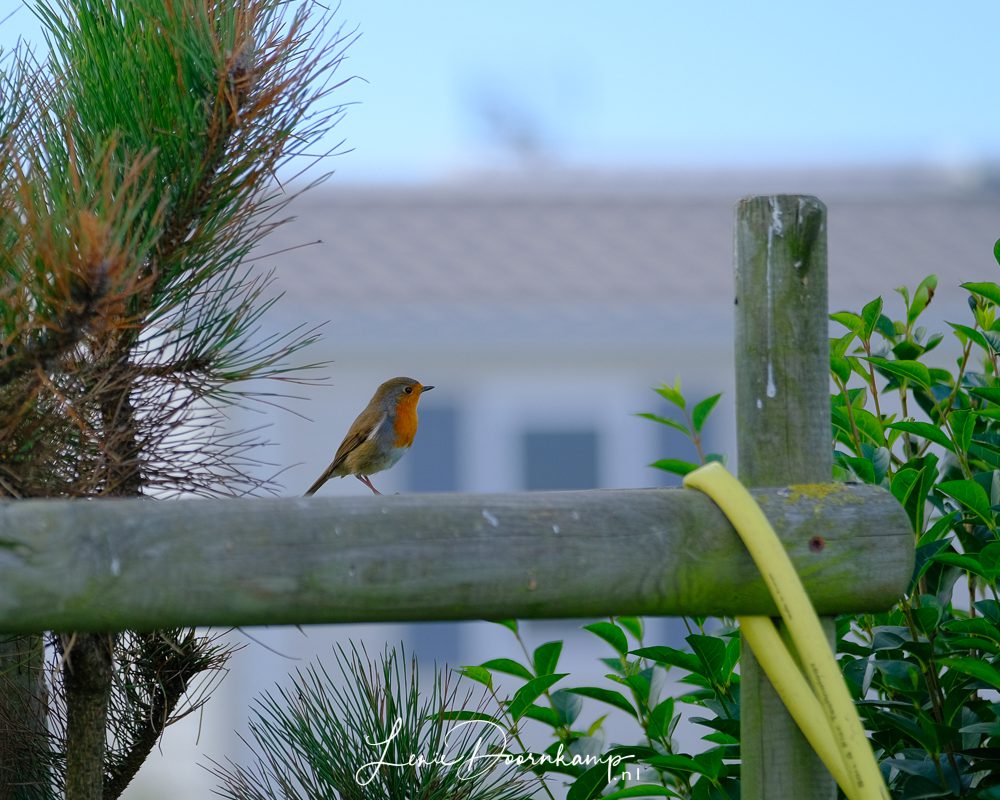 roodborst