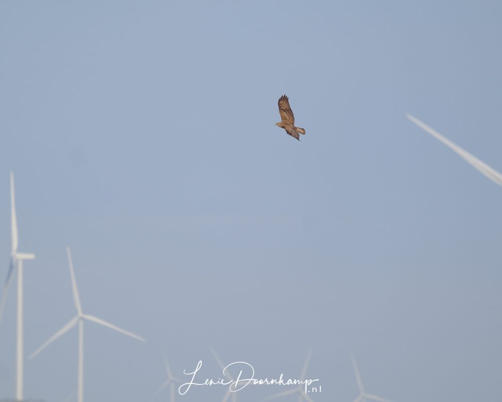 buizerd en windturbines