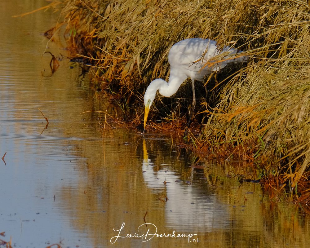 grote zilverreiger